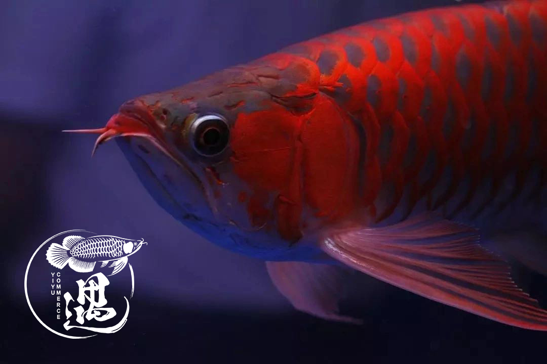 六角龙鱼一公一母怎么养才能繁殖,龙鱼繁殖要多少钱