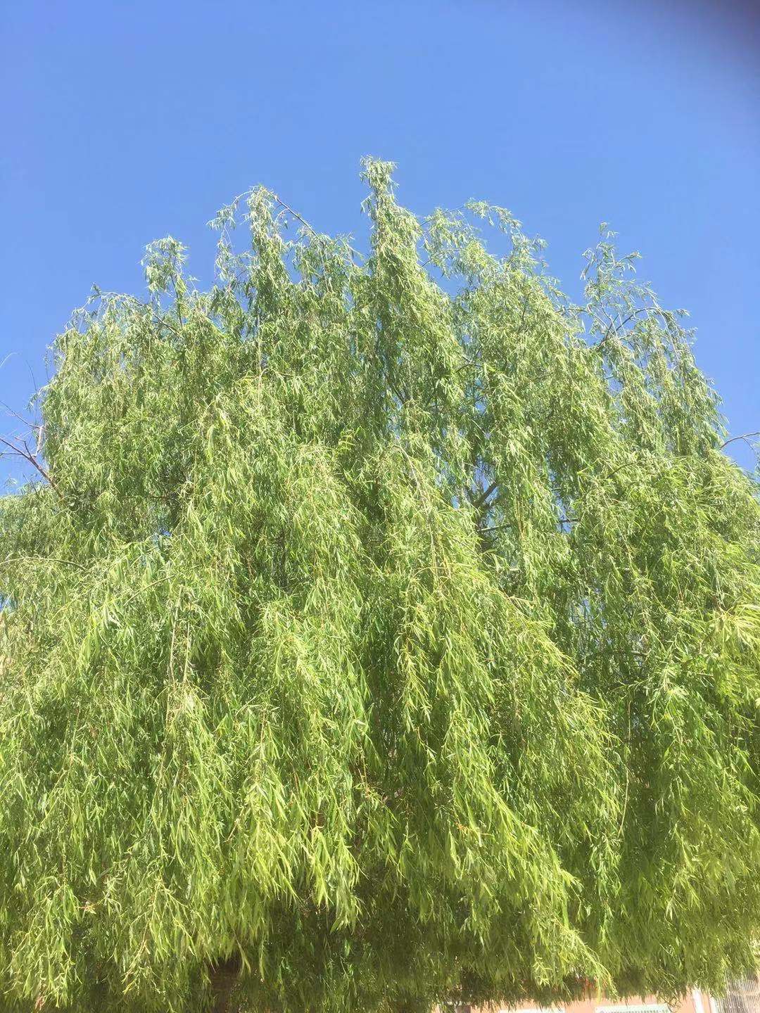 厚德进学明辨笃行,厚德笃学知行合一