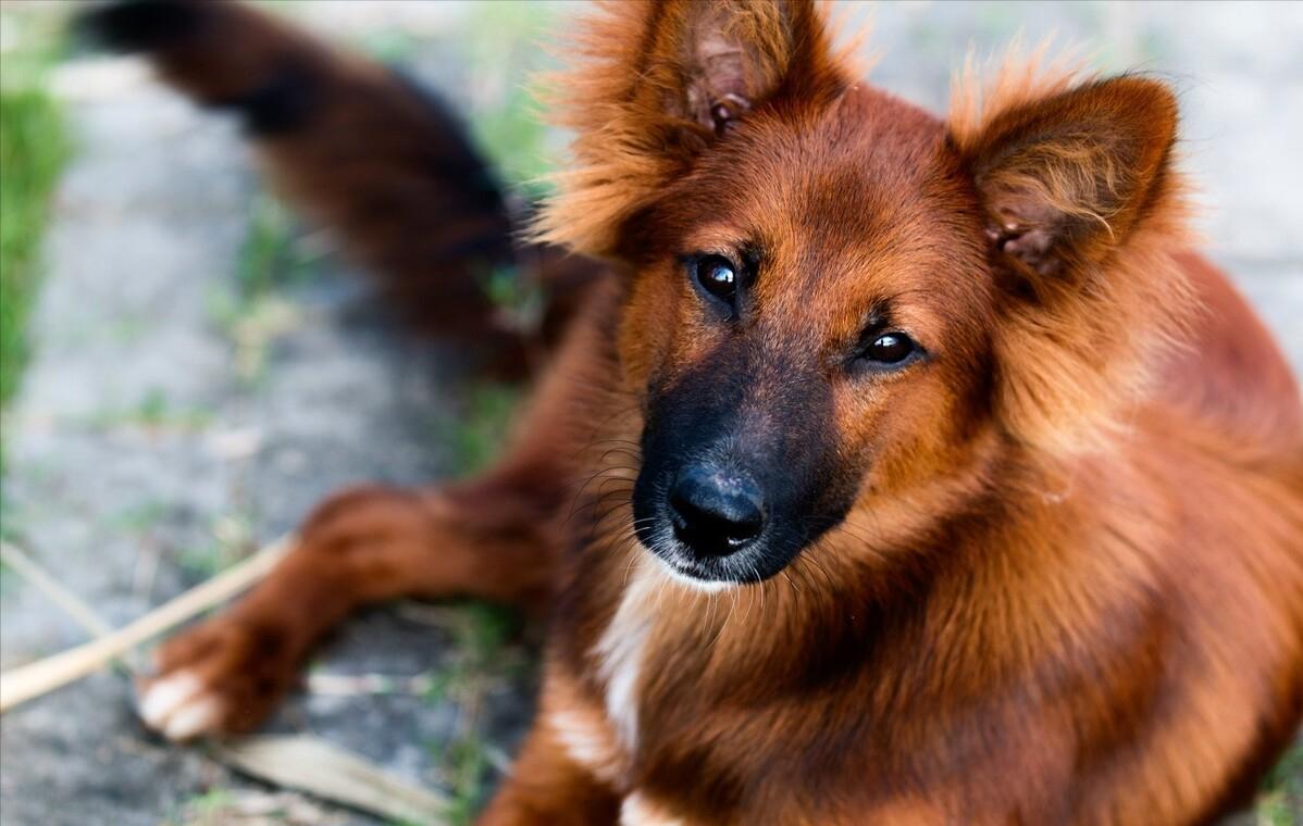 那么可爱的狗狗为什么要禁养呢,狗狗的禁养有哪些