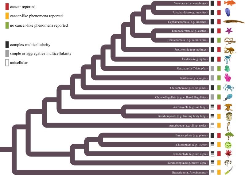 生物进化及自然选择,生物进化的历程简单进化树
