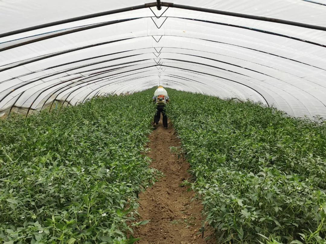 鍐滄皯鏃ユ姤绯诲垪鎶ラ亾,鍐滄皯鏃ユ姤涔℃潙鎸叴鎶ラ亾