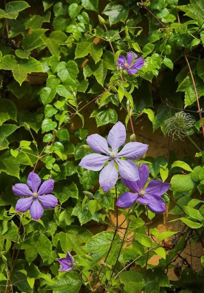 铁线莲病虫害及解决方法,铁线莲耷拉头是什么病虫害