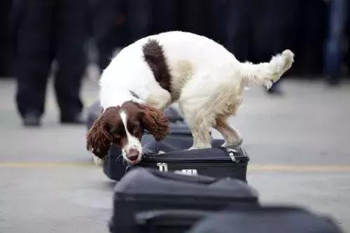 闻毒品的缉毒犬会因此染上毒瘾吗,缉毒犬是不是让它有毒瘾