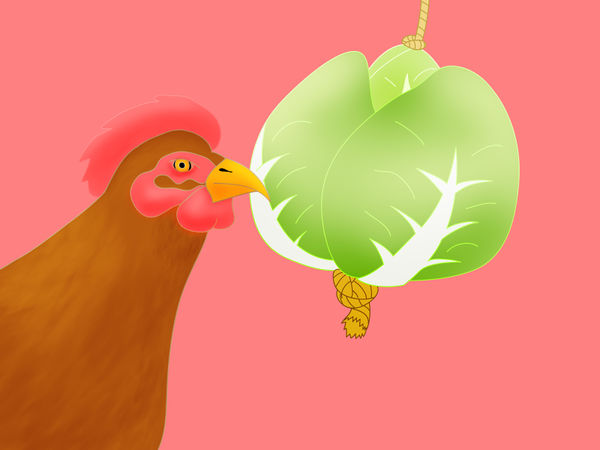 怎么防止鸡吃自己生的鸡蛋,防止鸡吃自己生的蛋的小妙招