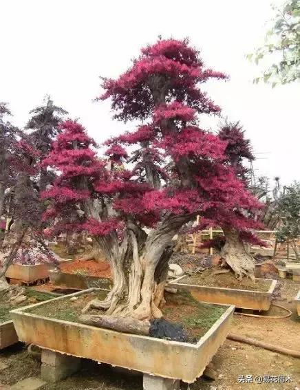 白檵木盆景图片欣赏,异形白花檵木盆景