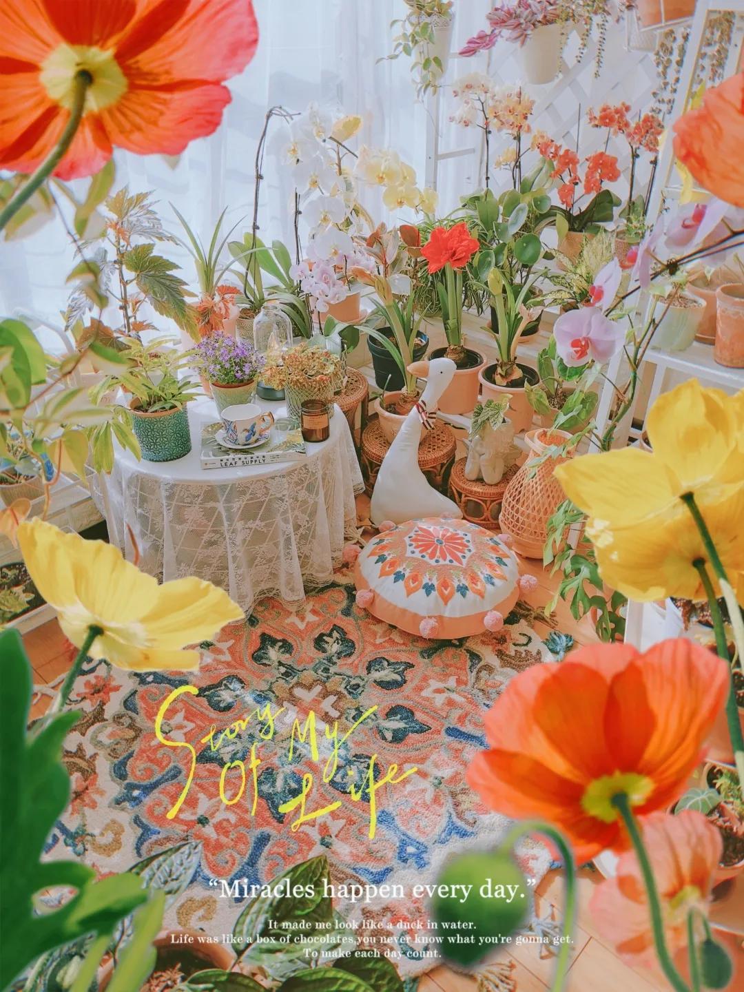 没花园怎么种花？从东北到广东，4位大神在室内种出植物园，绝美