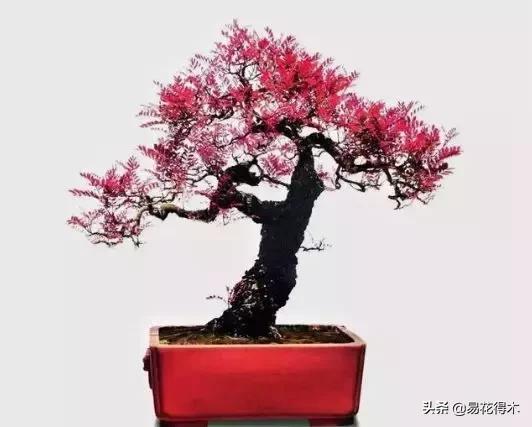 清香木黄叶掉叶可以施硫酸亚铁吗,清香木盆栽叶子枯萎了怎么解决