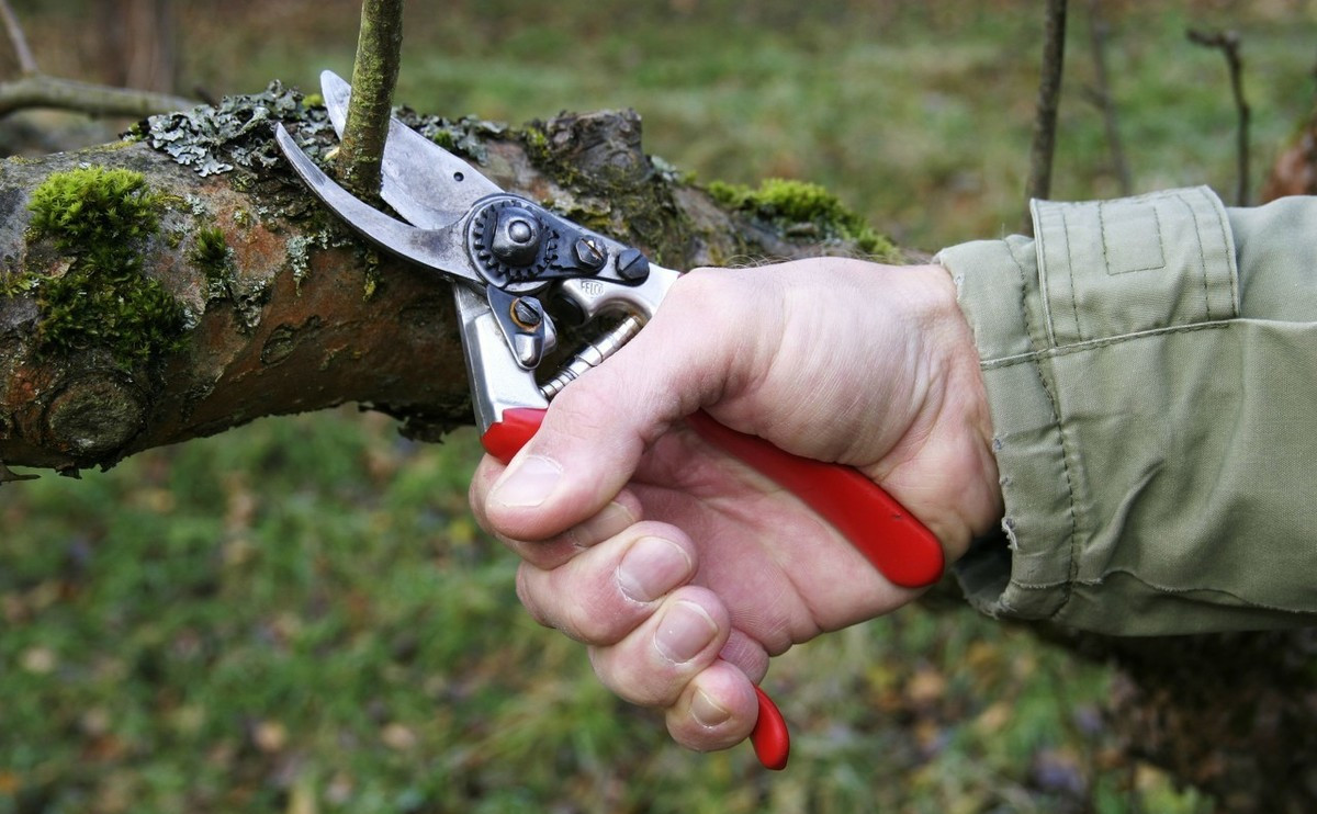 扦插植物的技巧,扦插技术手段