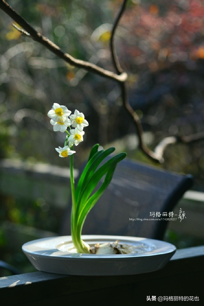 历史悠久的十大名花（海量美图），你选哪个做国花？