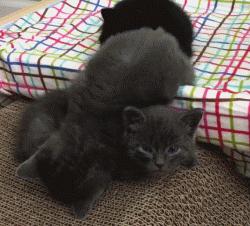 刚出生的小奶猫有多可爱,小奶猫幼崽可爱到犯规