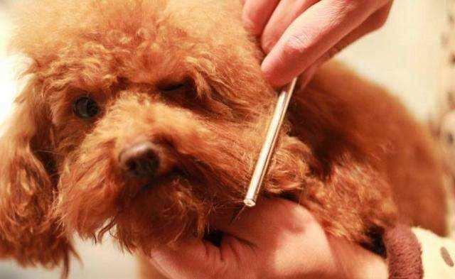 贵宾犬驱完虫需要注意什么,贵宾犬驱虫最佳方法