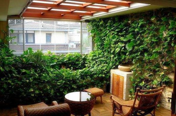 绿萝加点什么两三米长都不是问题,绿萝怎么长得壮可以爬墙