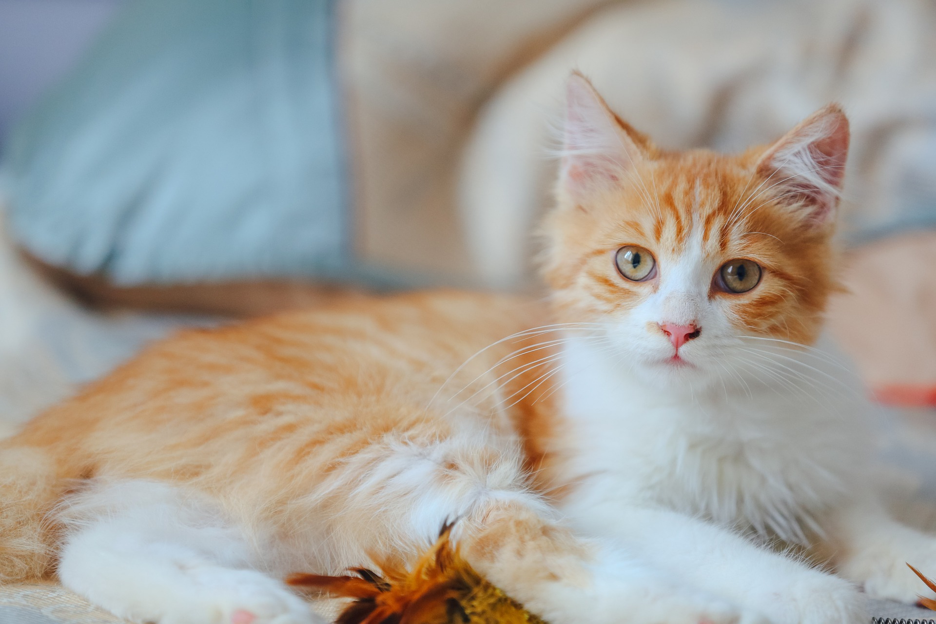 养哪种宠物猫又好又便宜又好养,新手养什么猫比较好便宜又好养