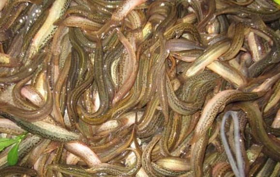 泥鳅养殖成本和利润是怎样的,泥鳅养殖多少钱利润高些