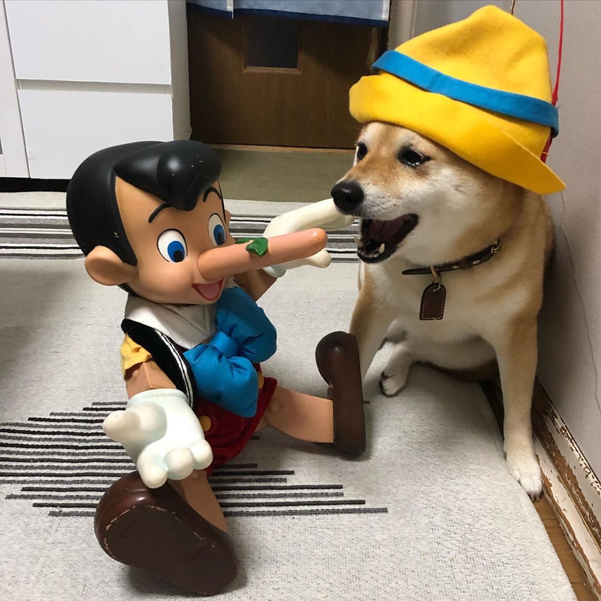 被砖头压住了!影帝柴犬超入戏25个连自己也骗倒的瞬间