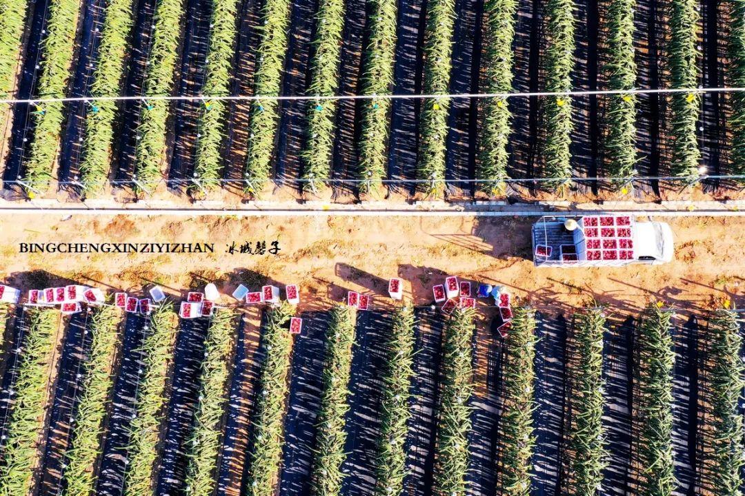 附近的火龙果采摘园海南,海南火龙果采摘