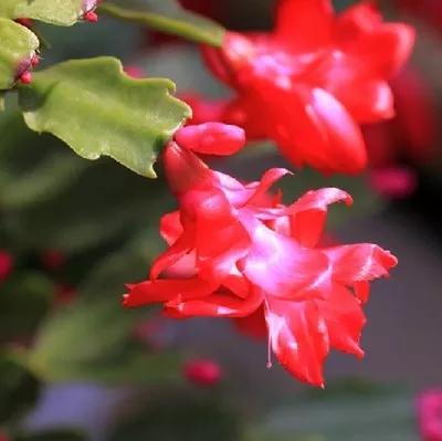 蟹爪兰花谢后上什么肥,蟹爪兰花谢后长出的新芽怎么办