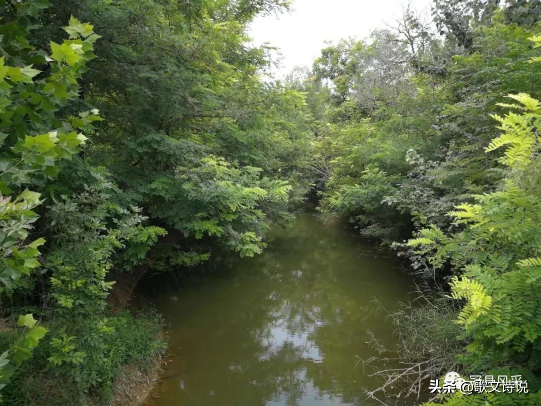 山东冠县精品苗木基地,冠县种植基地
