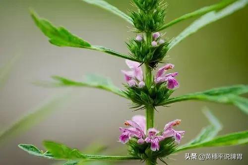 药食同源治湿热,妇科湿热最好的草药