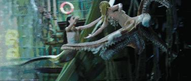 星女郎和星爷,星爷捧红的星女郎完整版