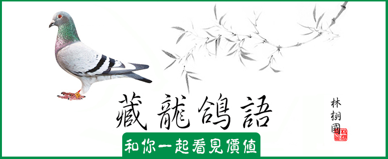 刚抓来的成年伯劳该怎么饲养,初养伯劳鸟的饲养方法