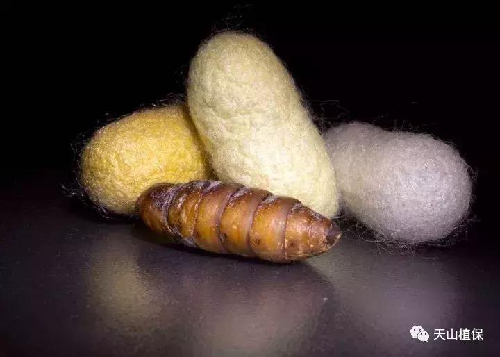 十大杀卵杀虫剂,十大类型杀虫剂