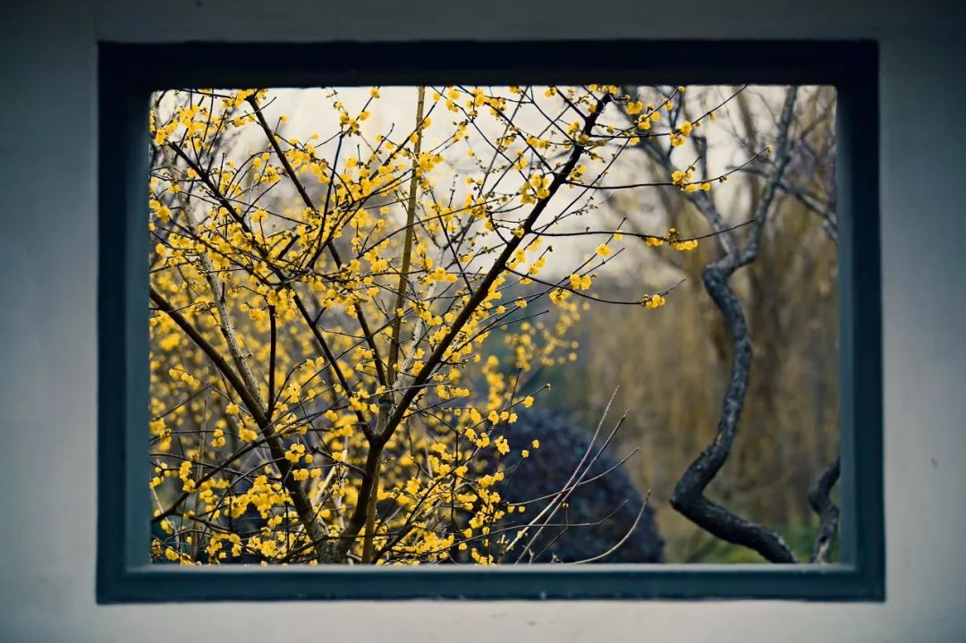 三大赏樱胜地哪个地方樱花最多,国内赏樱花的最佳地点