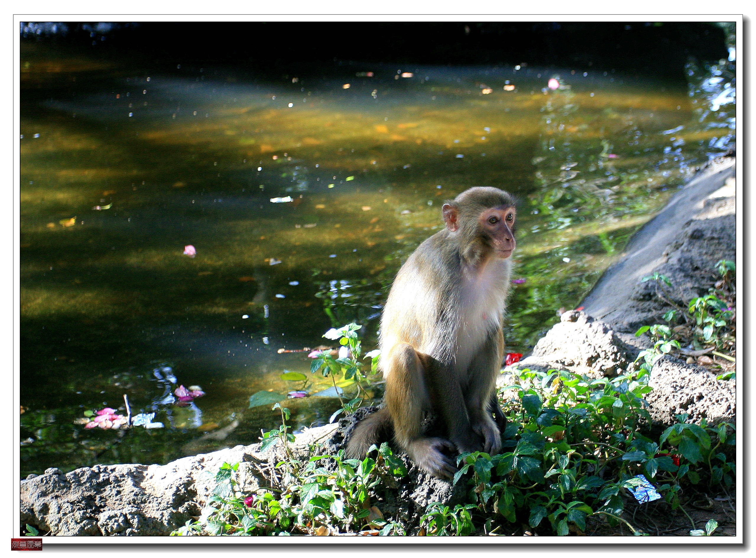 南湾猴岛猕猴王国,猕猴乐园南湾猴岛