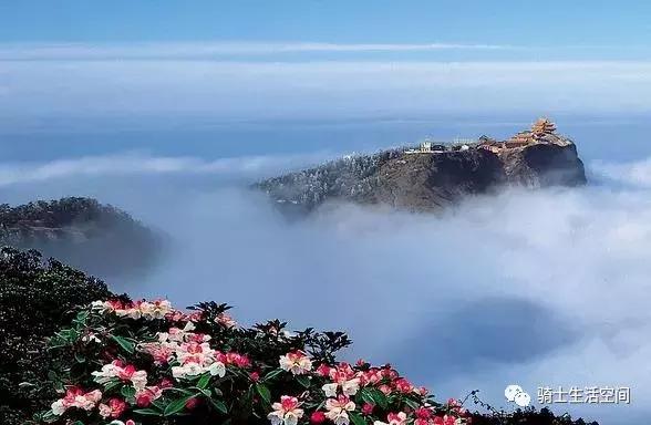 骑士说茶:峨眉山中的绿色精灵——竹叶青