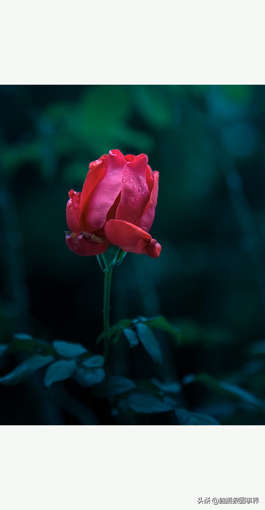 佳能24105红圈镜头测评,佳能24105红圈镜头价位