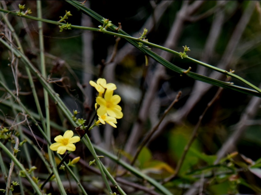 淮口科玛小镇风情街,淮口科玛小镇的抖音
