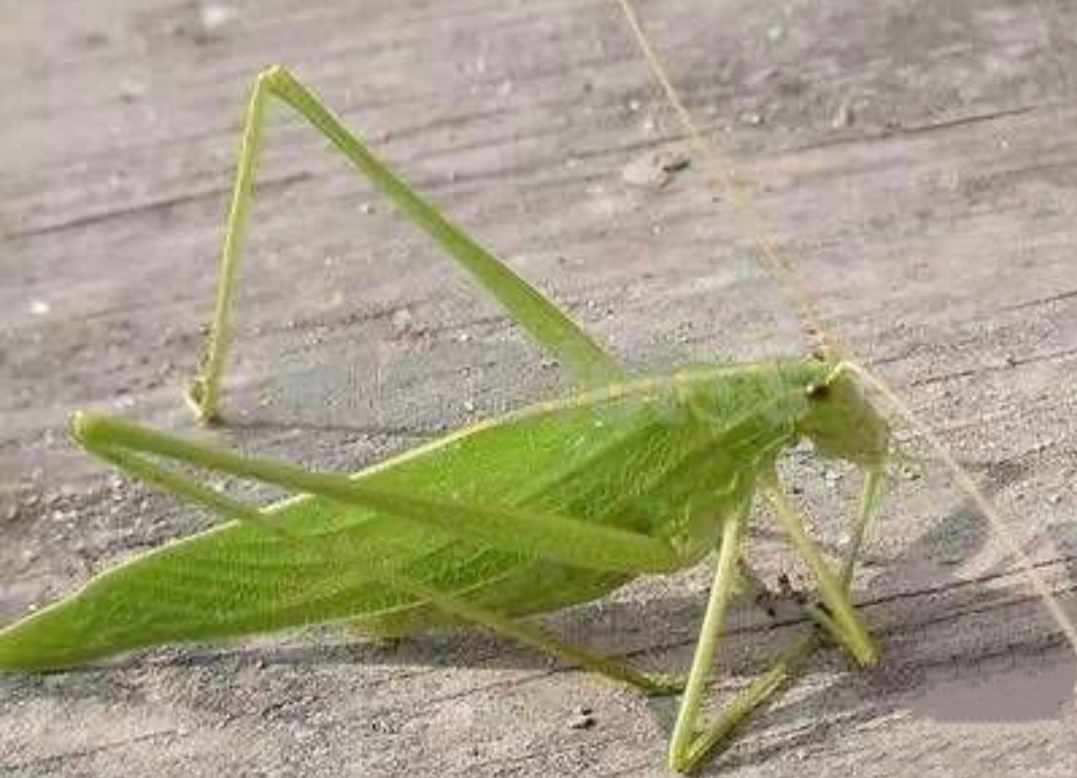 童年记忆里的小虫子,儿时的记忆夏天的风