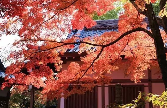 日本是一个值得一去再去、并深入探索的国家