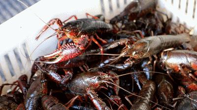 宜春潜江小龙虾,宜春潜江龙虾