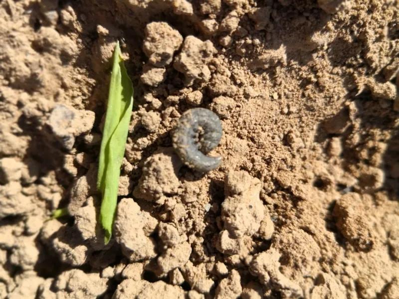白菜刚出苗就被蚂蚁吃掉怎么办,白菜萝卜苗有虫子怎么办