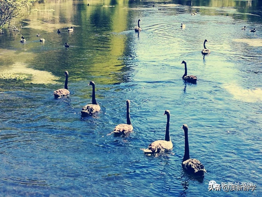广之旅新西兰南北岛10天,新西兰南北岛春节旅游攻略