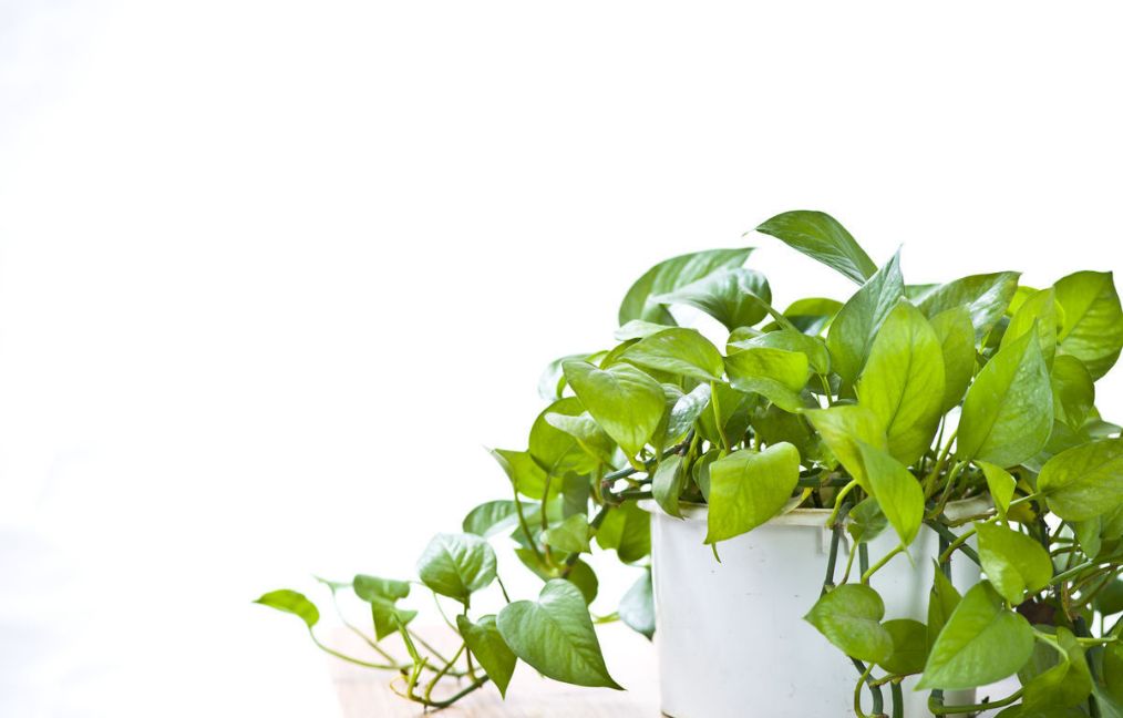 绿萝吊兰叶片发黄怎么办小妙招,绿萝根部腐烂叶片发黄是什么原因