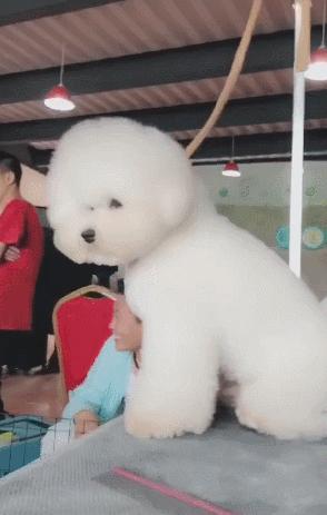 戈赞：狗狗修毛时犯困竟然被修成了这样