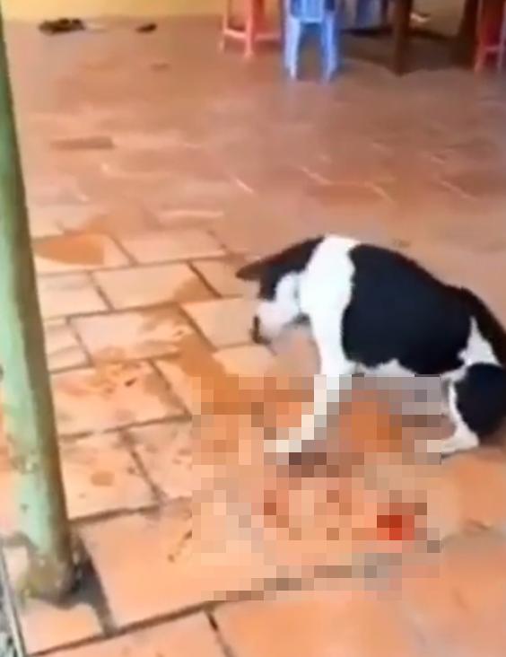 狗狗因为偷吃肉被主人打,越南狗被砍脚事件