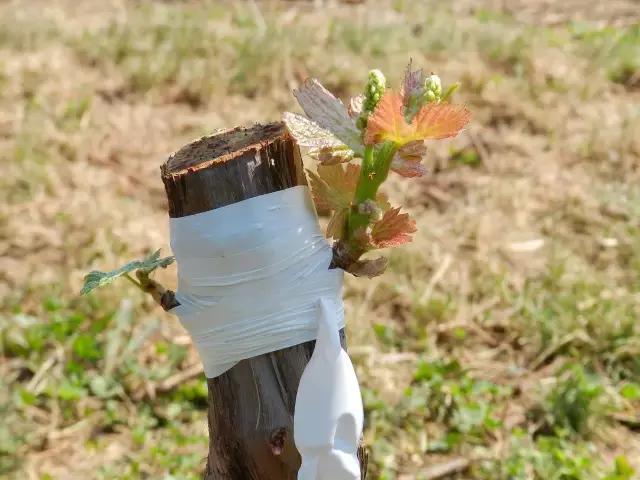 葡萄的表面白霜很多表明很新鲜吗,葡萄上的那层白霜是可以吃的吗