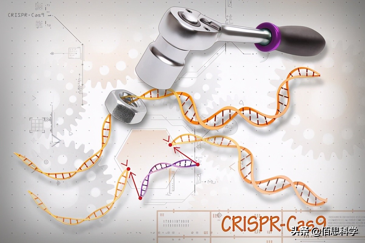 变革癌症治疗crispr技术开辟新路,crispr抗癌新疗法