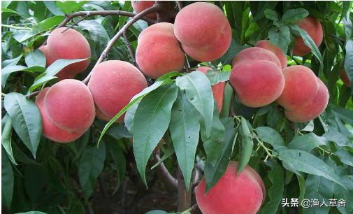 桃子成熟了怎么管理,桃子个头长小怎么办