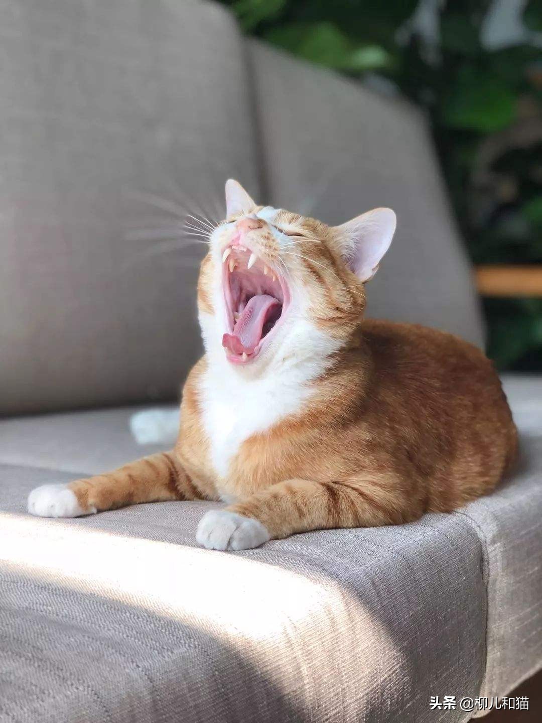 2种方法帮猫咪刷牙远离口腔疾病,猫咪的牙吸收问题怎么治疗