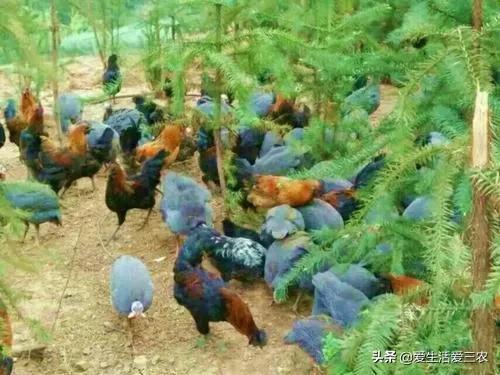 100个农村创业项目赚钱,现在农村干什么挣钱8个项目推荐