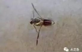 鱼苗消毒和病虫防治,水花鱼苗气泡病发病原因