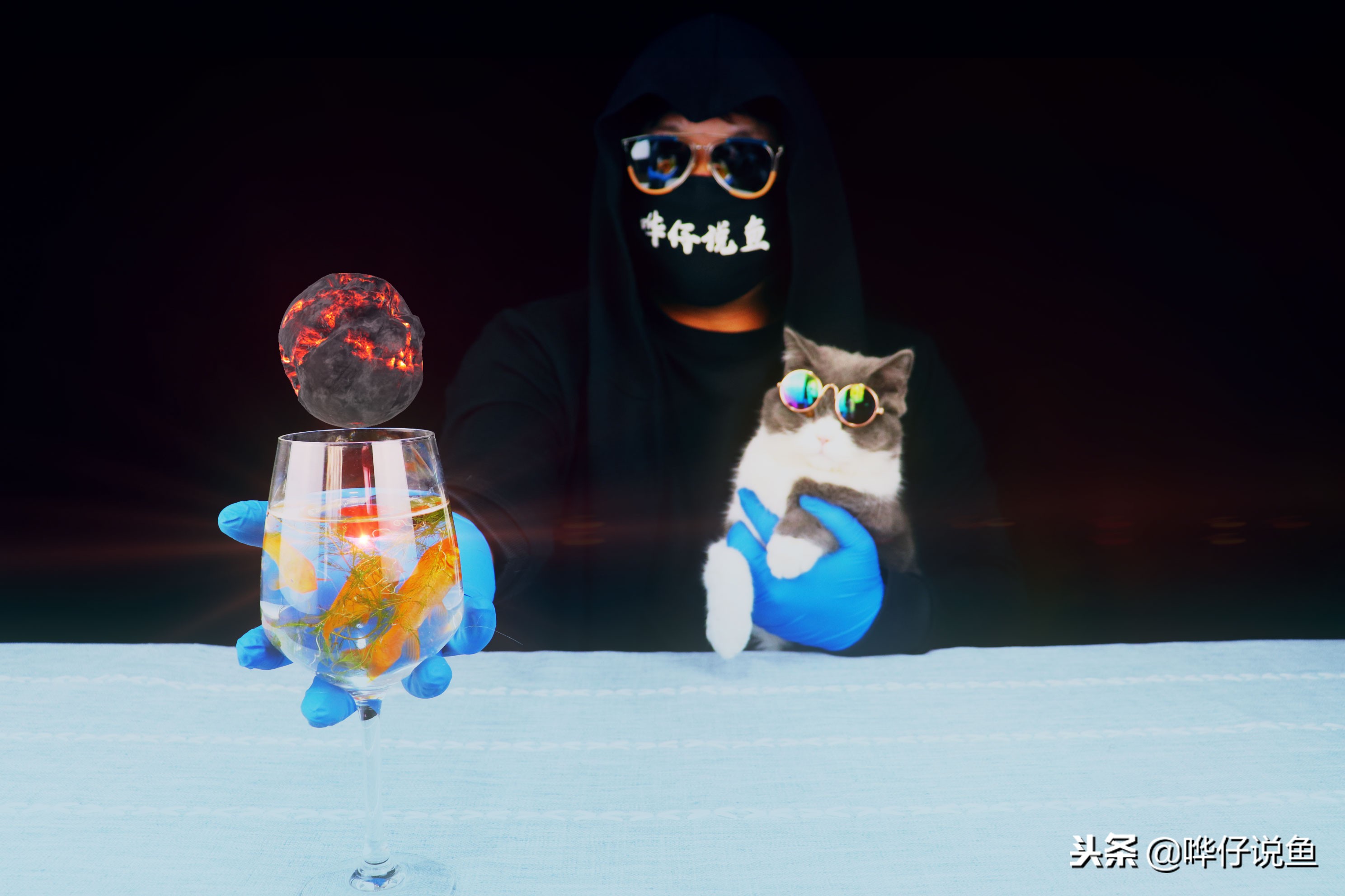 十大宠物鱼,宠物鱼排名前十的牌子