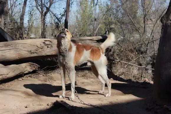 孩子对狗毛过敏还能继续养狗吗,狗毛过敏适合养什么狗