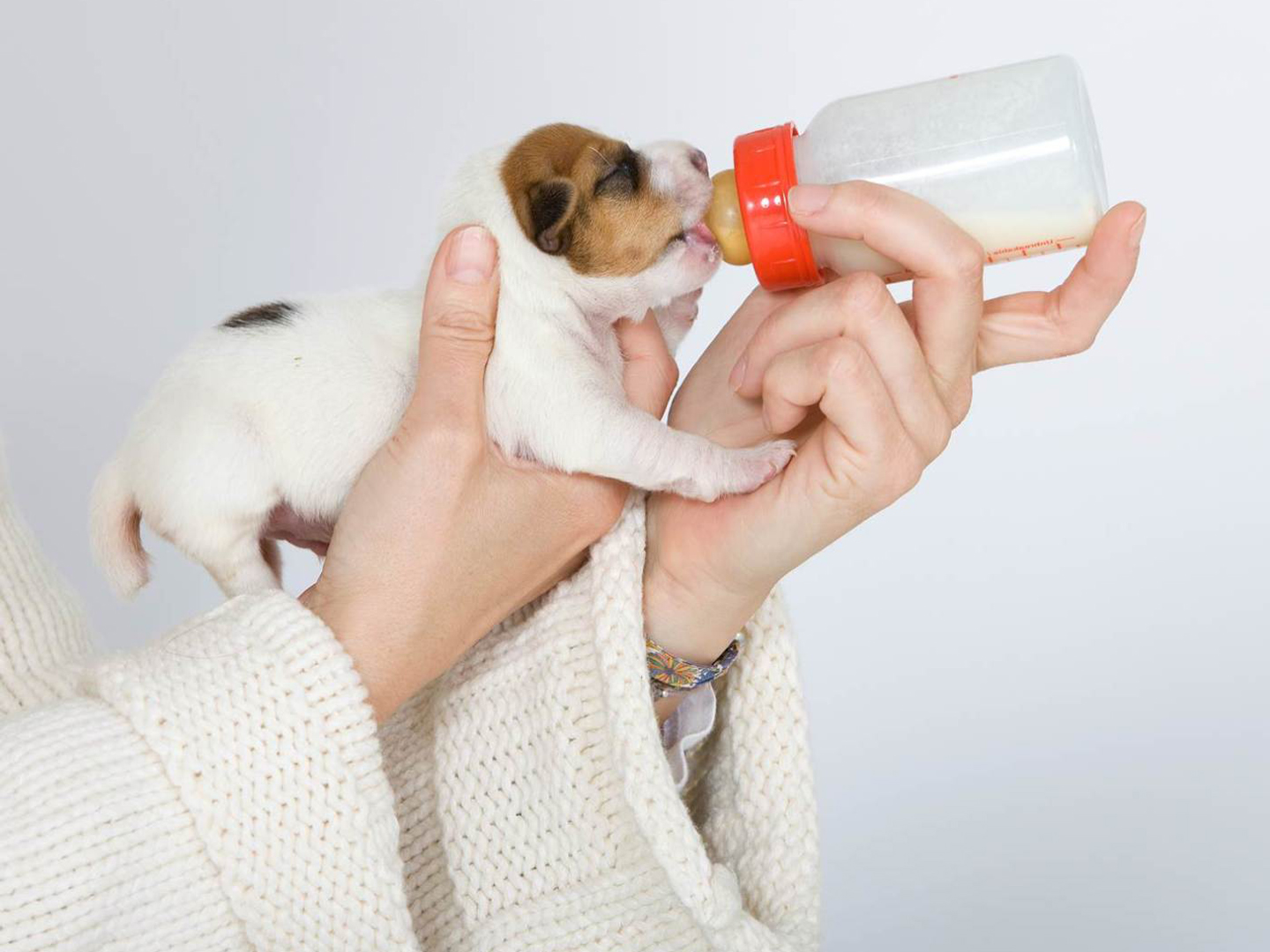 幼犬一旦出现5个表现离死就远了,幼犬容易出什么问题