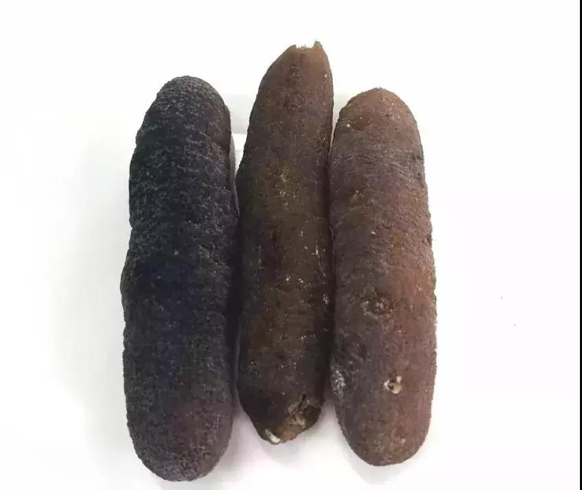 海参界最好的海参,海参物种科普