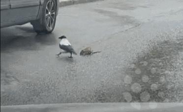 “哎……我怎么有点晕啊?”哈哈哈哈哈让人笑岔气的45个搞笑动图